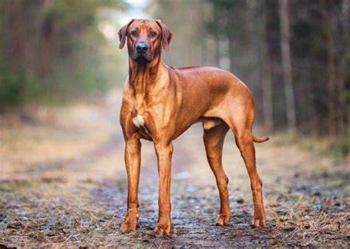 Famous Rhodesian Ridgebacks PetTime