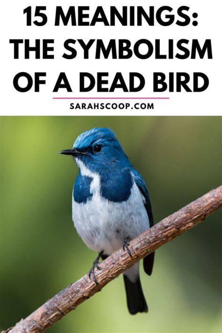 What Bird Symbolizes the Death of a Loved one? 8 Birds